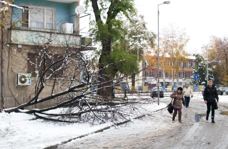 Паднали дървета в Пазарджик