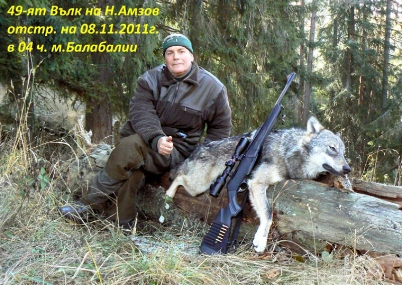 Хайка за вълци: Амзов не издебна 53-и звяр