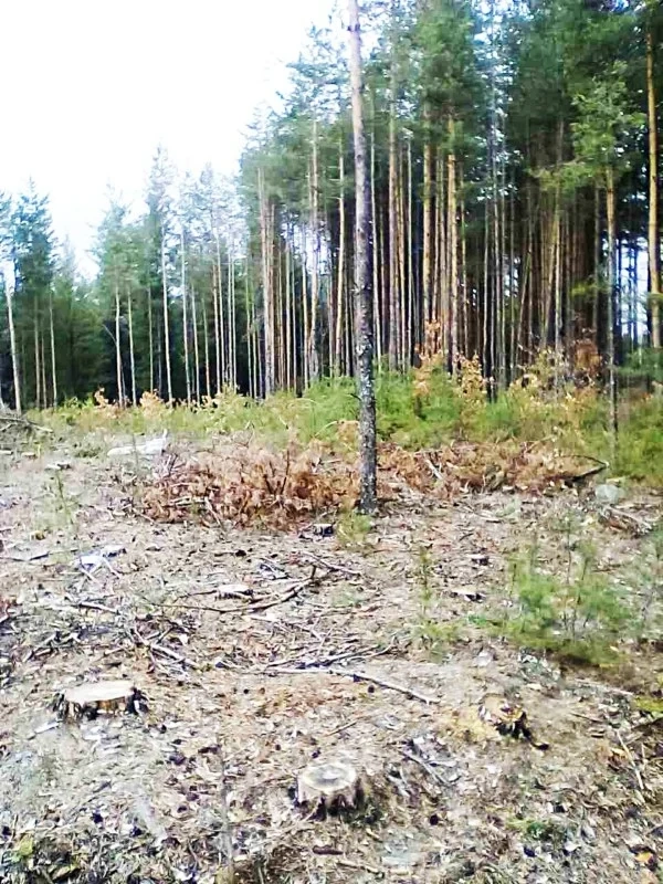Горските се чудели как да скрият изсечените гори