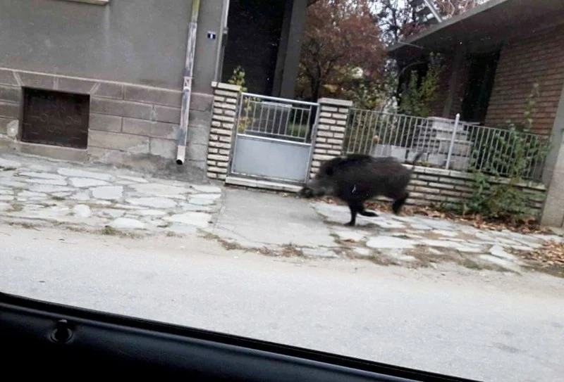 Ловци “вкарали” загубеното диво прасе из улиците