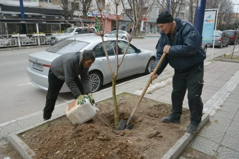 Садят дървета в центъра и кварталите