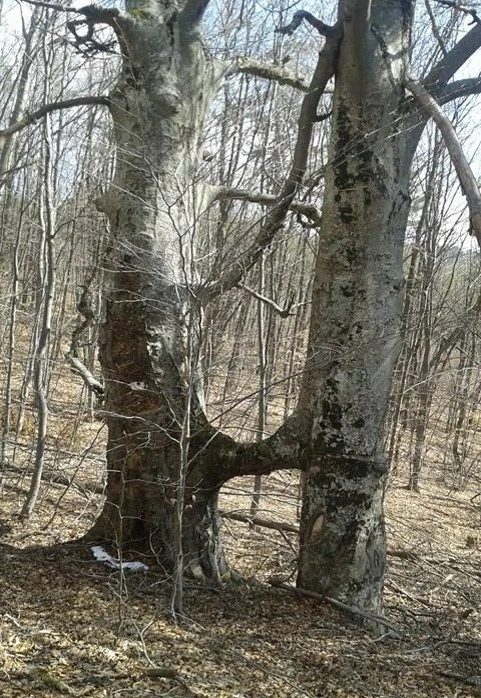 Заснеха 60 вековни и забележителни дървета в нашата област