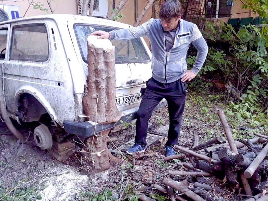 Дърво израснало през джипка в задния двор на Общината