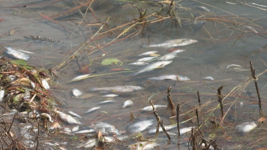 Еко експерти провериха сигнал за умряла риба в река Равногорска