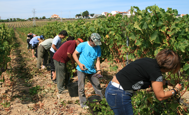 Земеделските стопани получиха още над 2.8 млн. лева по de minimis за зеленчуци, маслодайна роза и винени лозя
