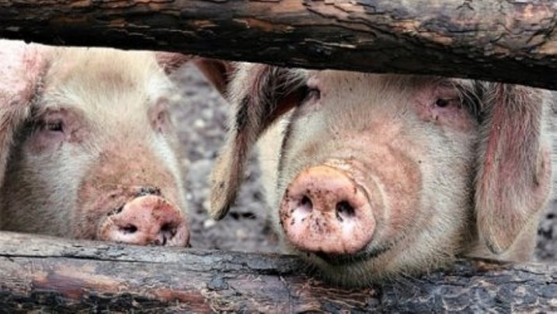 Удължават се сроковете за прием на заявления за хуманно отношение към свине и за погасяване на кредити на земеделски стопани