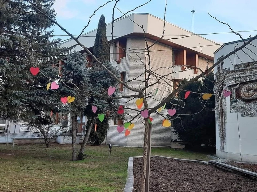 Деца окичиха дърво със сърца