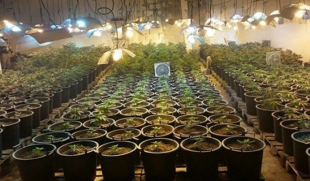 Разбиха оранжерия с марихуана за над 500 хиляди лева в хале