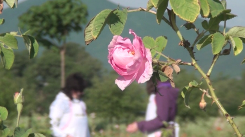 Реалната цена на розовия цвят ще възроди гюловите градини