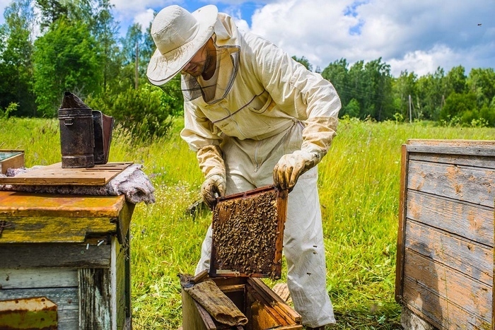 До 16 август пчеларите могат да подават заявление за плащане по Националната програма по пчеларство за 2021 г.