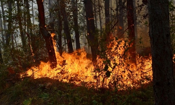 Пожар в 150 декара иглолистна гора