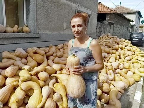 Производителите: Тази година тикви има в изобилие