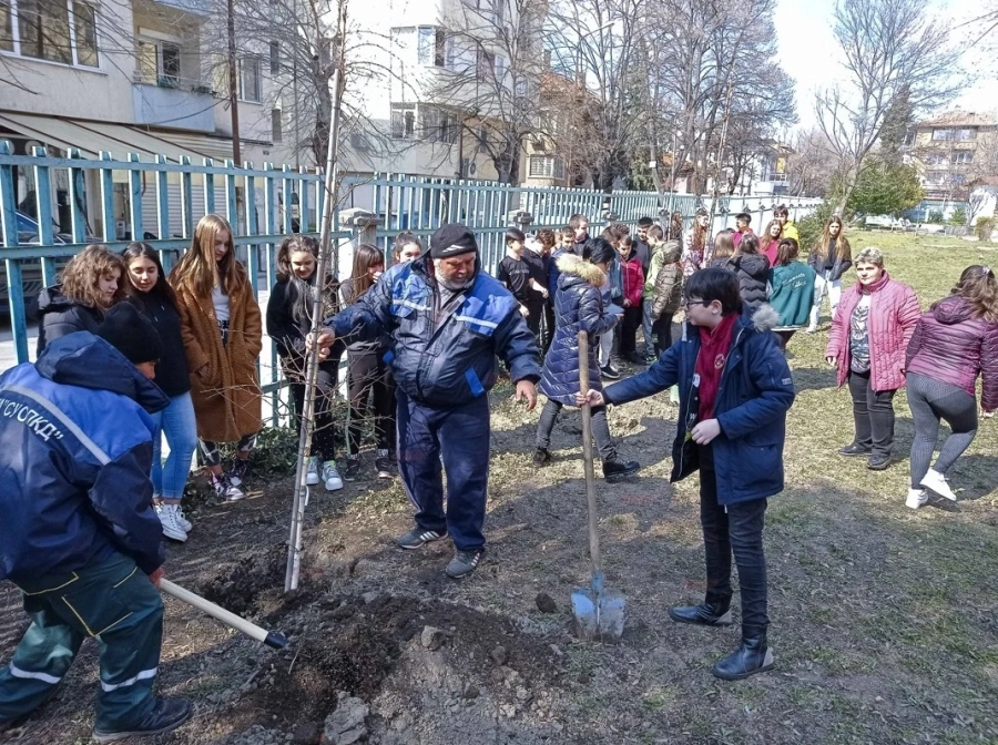 Общината и Островското училище засадиха Алея на белите брези