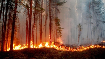 Човешка небрежност причинява 99% от горските пожари – внимавайте!