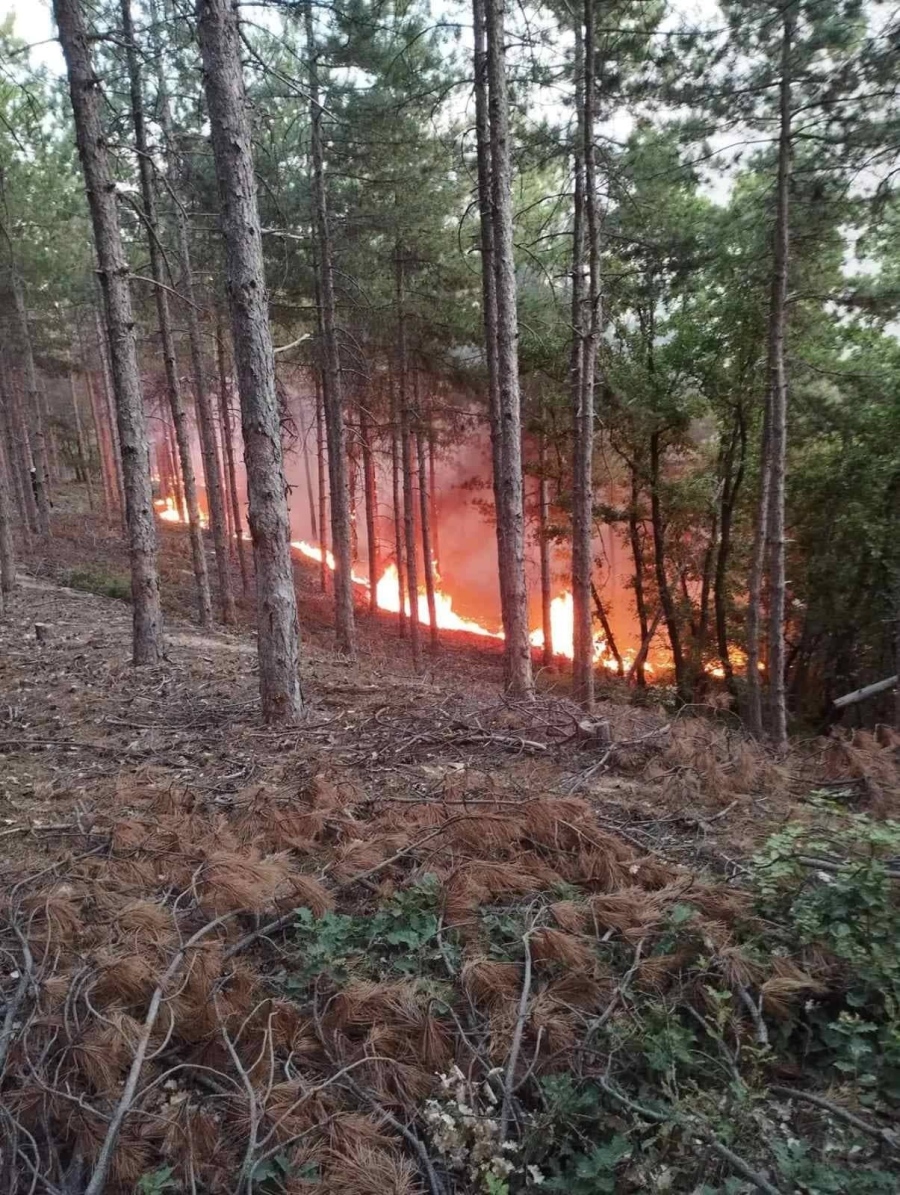 И хеликоптер се включи в гасенето на пожара в боровата гора между Калугерово и Лесичово