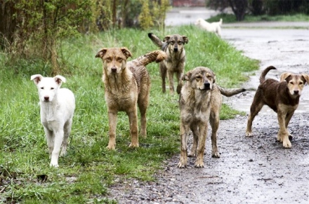В община Пещера ще броят уличните кучета