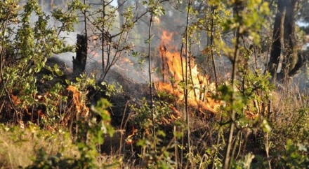 РИОСВ засилва превантивния контрол за опазване на резерватите от пожари