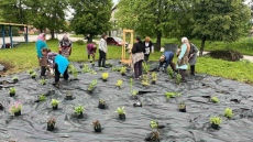Служители на община Ракитово посадиха още 400 растения