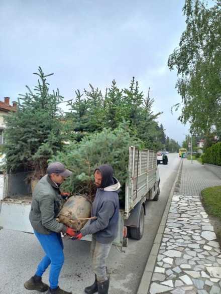 Засаждат 30 едроразмерни сребристи смърча във Велинград