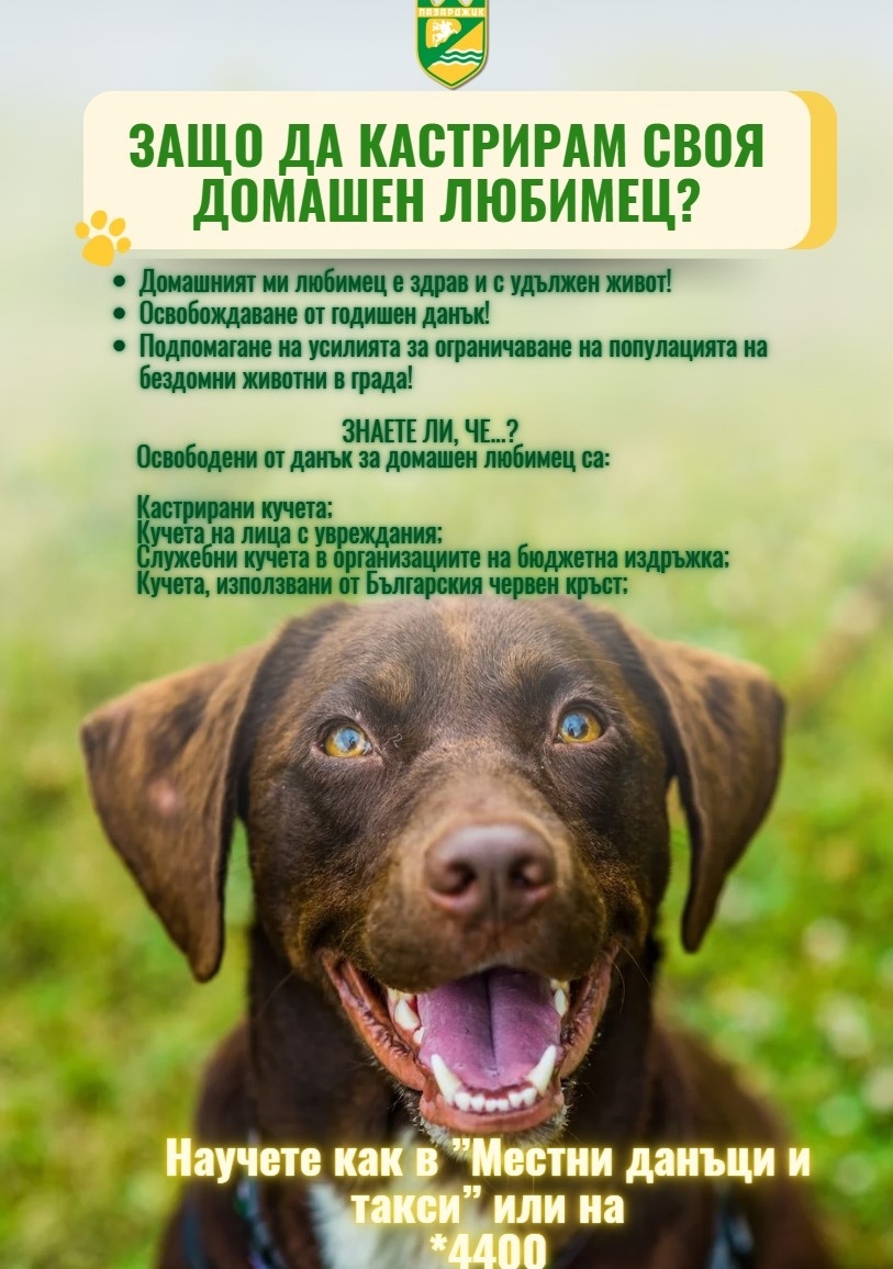 Кампания за намаляване на безстопанствените кучета на Община Пазарджик - започват повсеместни проверки за регистрирани домашни любимци