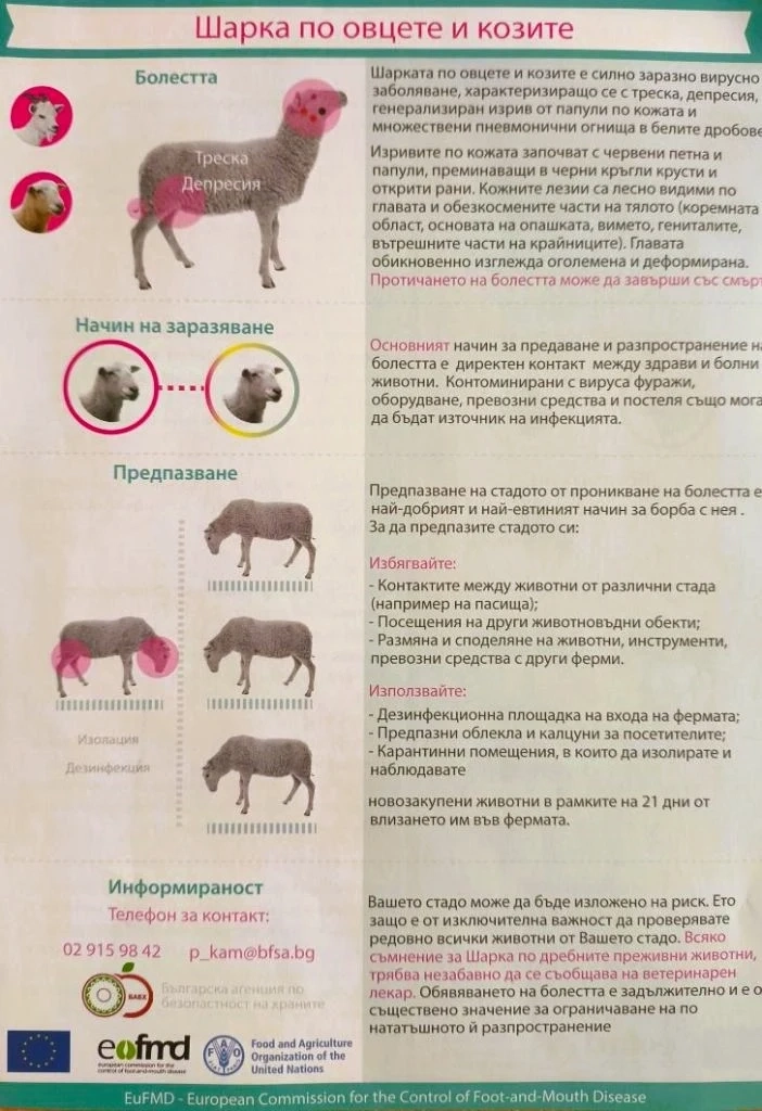 В община Стрелча въвеждат превантивни мерки срещу шарка по овцете и козите