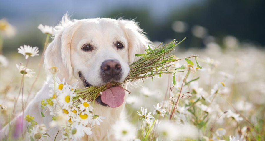 За втора поредна година „Биовет“ АД организира „Парад на домашните любимци“ в Пещера