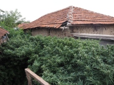 Близо 300 килограма марихуана - зелена и суха, иззеха от къща в Динката
