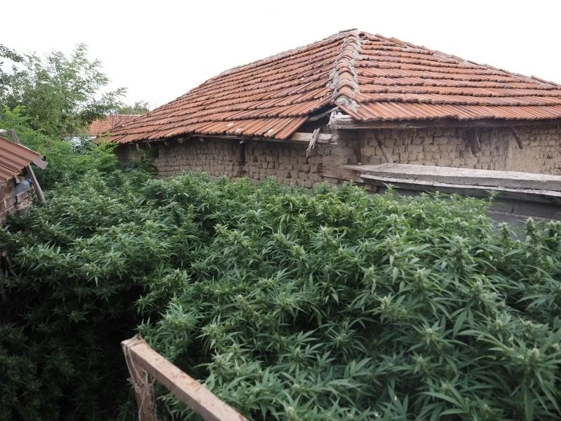 Близо 300 килограма марихуана - зелена и суха, иззеха от къща в Динката