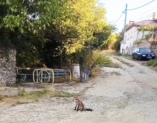 Лисица с малките си навестява гостолюбиво панагюрско село