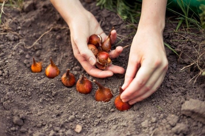 Как да подготвим градината за зимата?