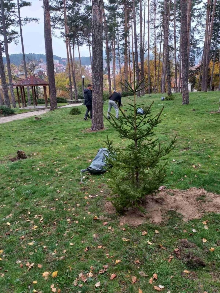 Във велинградския„Боров парк“ обновяват дърветата