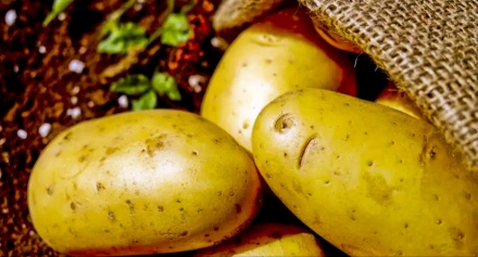 Каква е историята на “Ода за велинградските картофи“, с която започна празника “Българско е!“