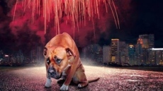 Да помислим довечера и за тези, които се ужасяват от пукотевици, но няма къде да се скрият!