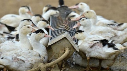 Птичи грип във ферма с 15 000 патици мюлари в Тополи дол