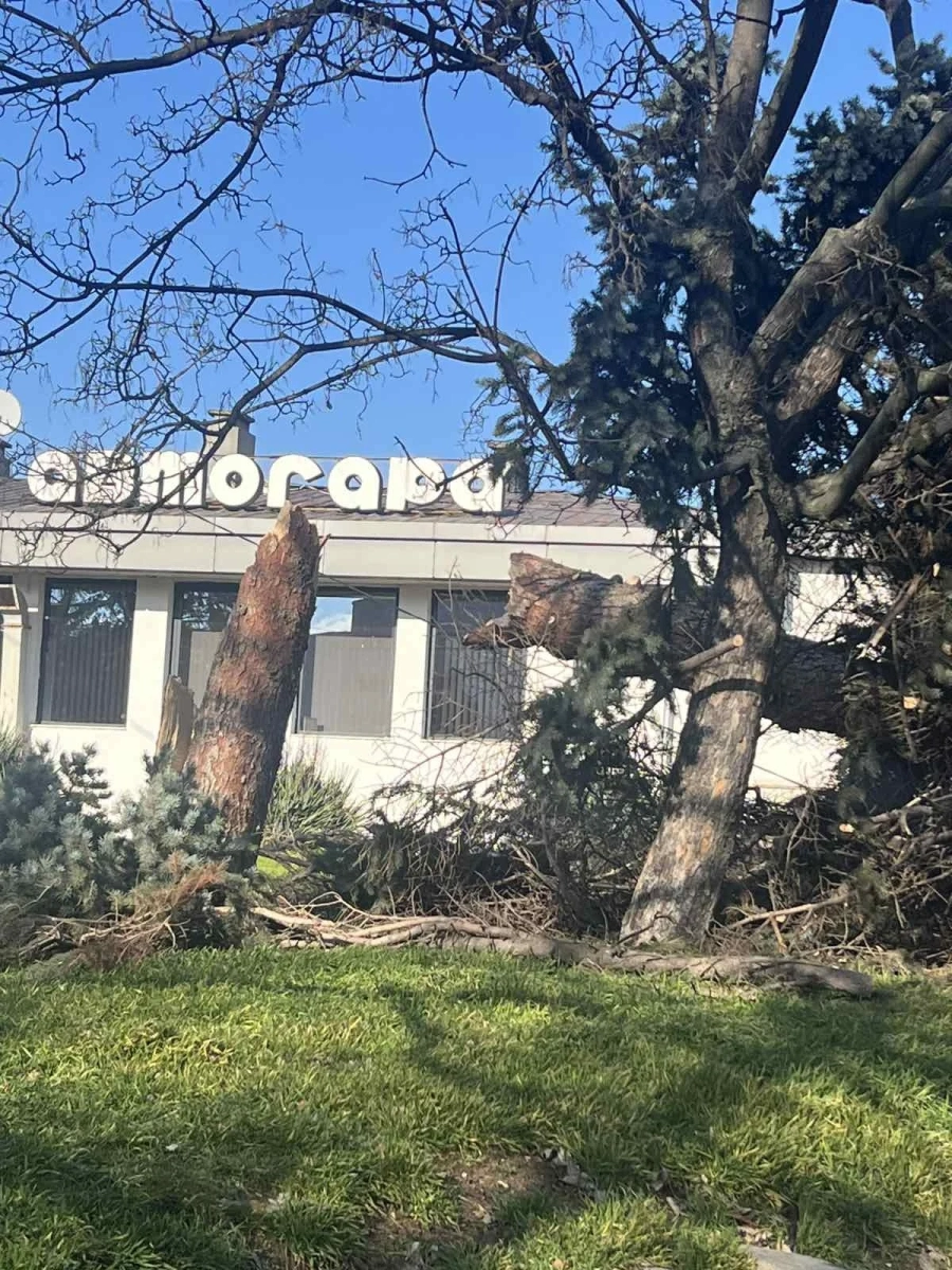 Премахват иглолистни дървета в община Панагюрище, съборени или увредени от силния вятър, те не са безопасни