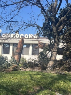 Премахват иглолистни дървета в община Панагюрище, съборени или увредени от силния вятър, те не са безопасни