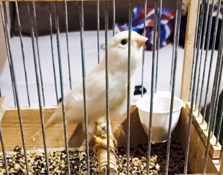 В Пазарджик: Канари от породата “Орфей“ се надпяваха на национално състезание