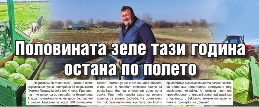 Половината зеле тази година е останало по полето - стопани дисковали, без да откъснат нито една зелка