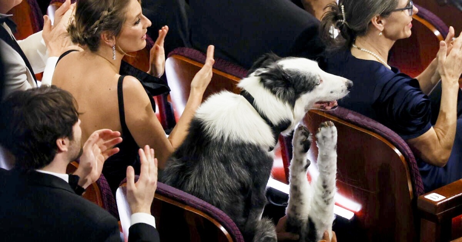 Пазарджишки поглед към Оскарите: Полицейски кучета на червения килим, хеликоптери в небето и осезаем политически тон