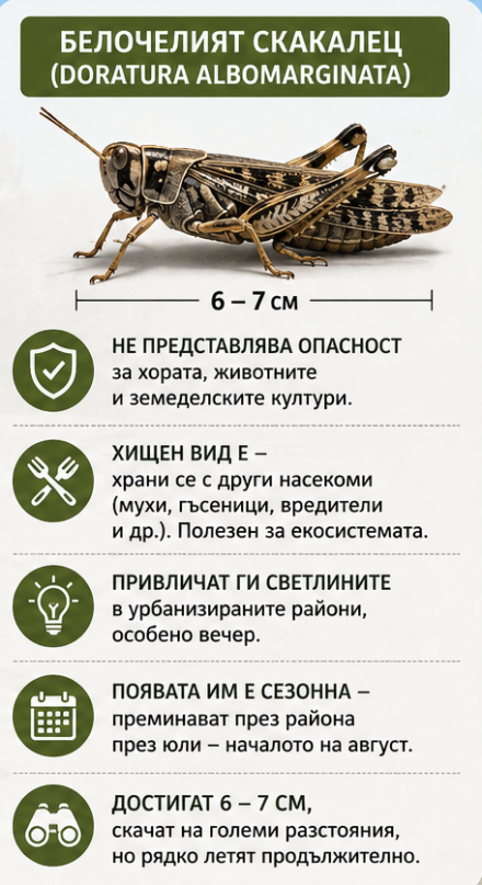 Не опасните Марокански, а безобидните белочели са скакалците в Пазарджик и Мало Конаре
